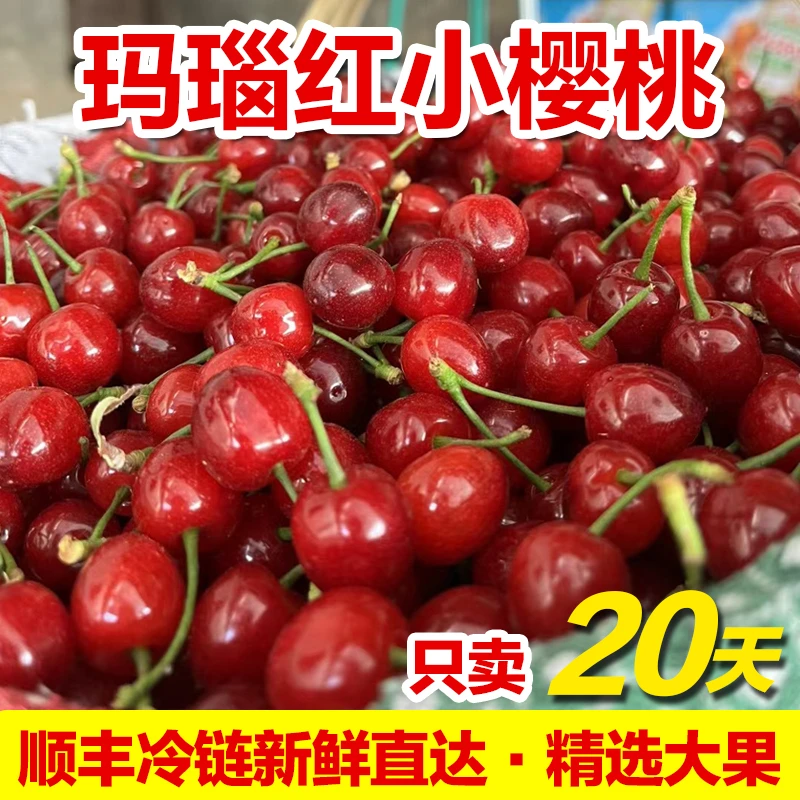 【玛瑙红+顺丰空运】XL四川本土纯甜红妃小樱桃0.5-3斤 内附果径卡