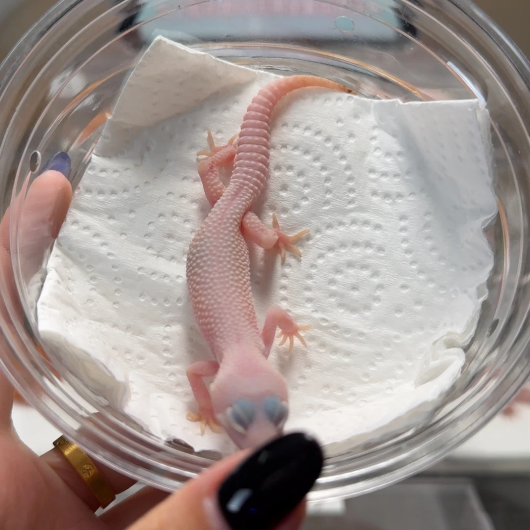 豹纹守宫恶魔白酒母温