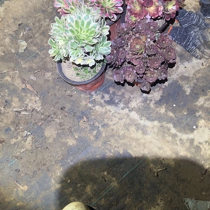 不包侧枝一物一拍82