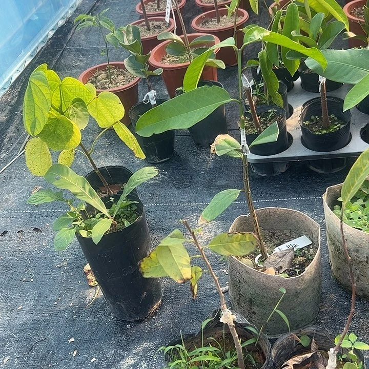 壮***台湾红大目释迦嫁接苗