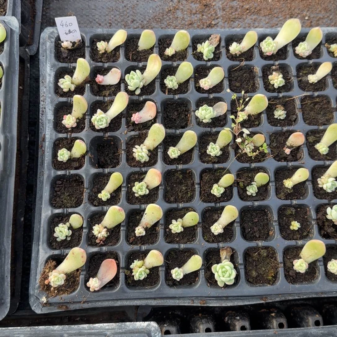 460 穴1个满25包邮