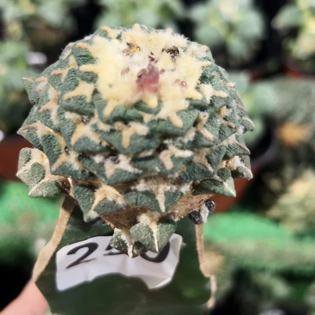 无花朵福利黑牡丹259
