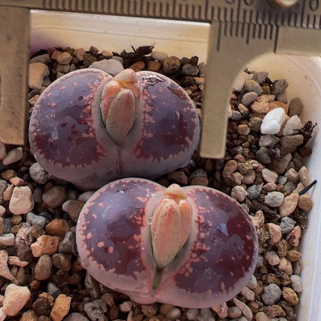 -Ko母本带盆多肉植物