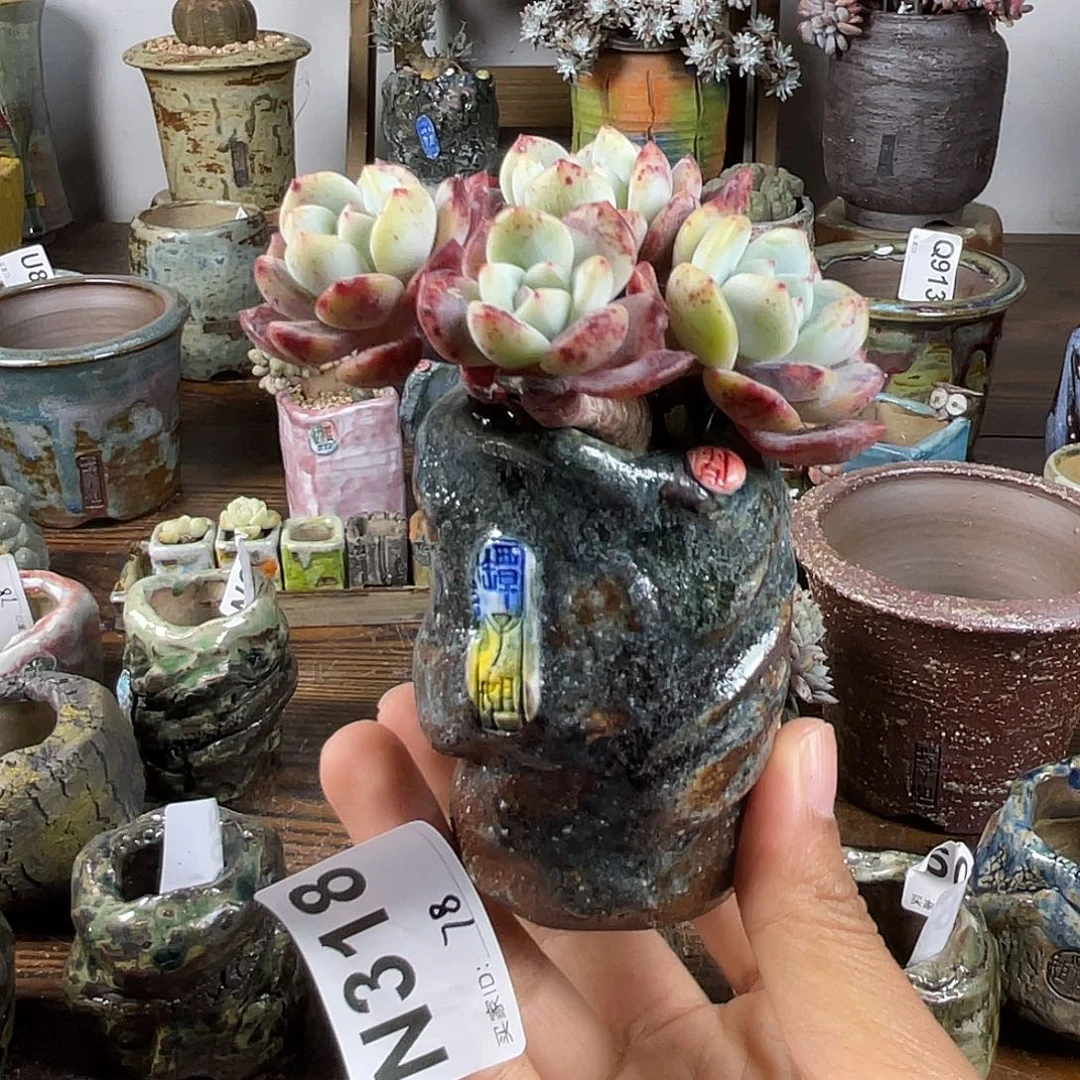 坛子姐花盆 小白孤品 不含肉 内口3