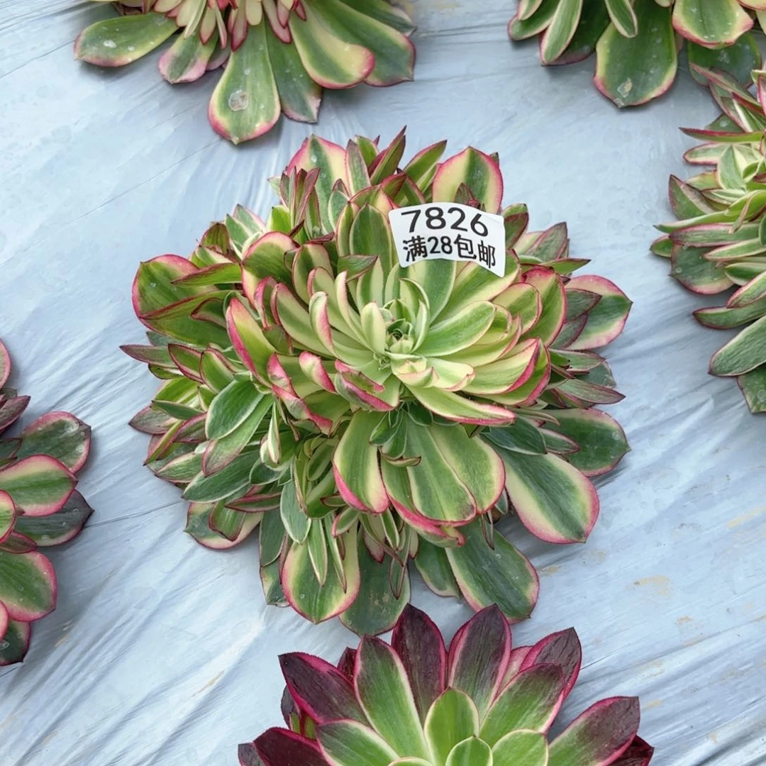 N. 7826万彩灯多肉