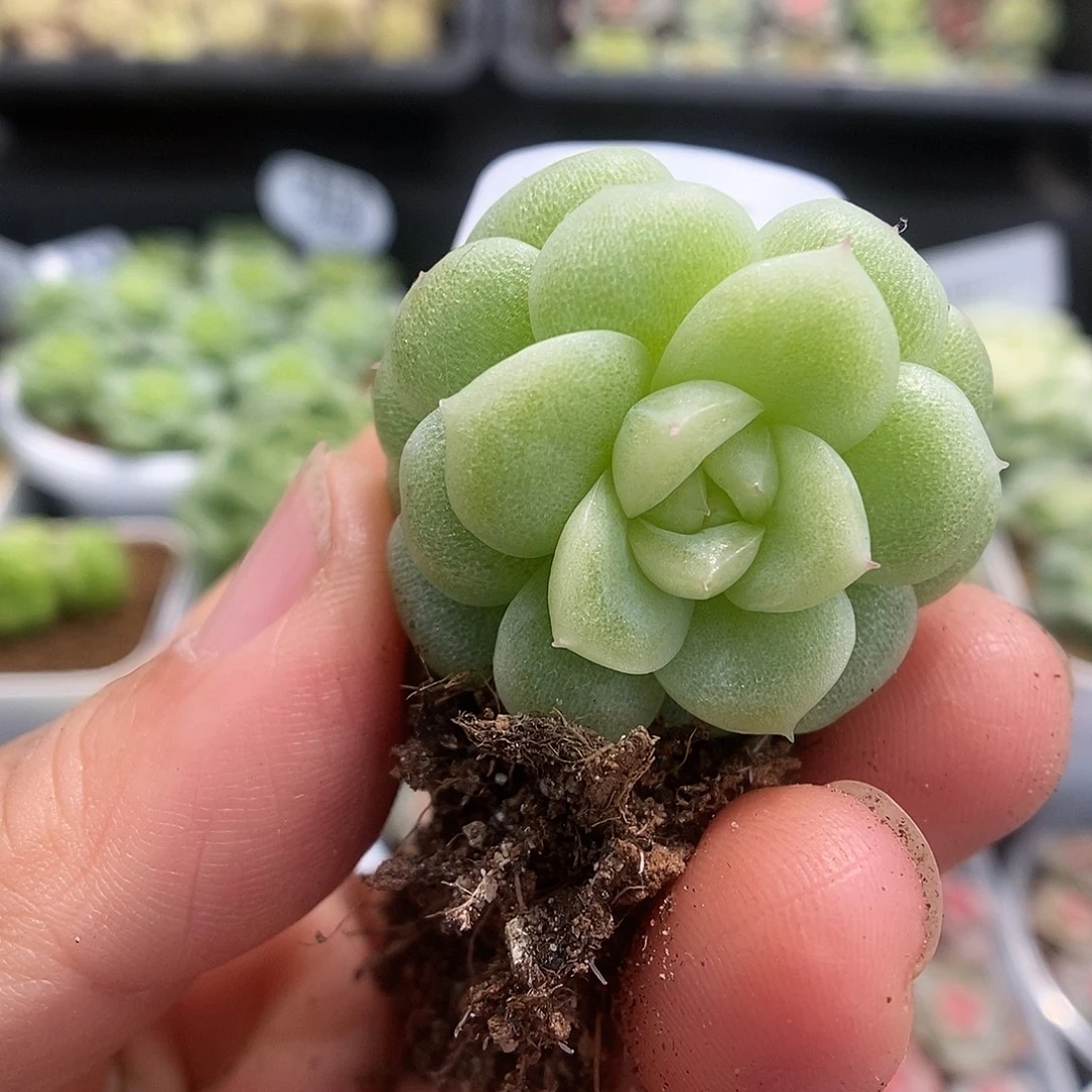 一物一拍一物一拍925-705