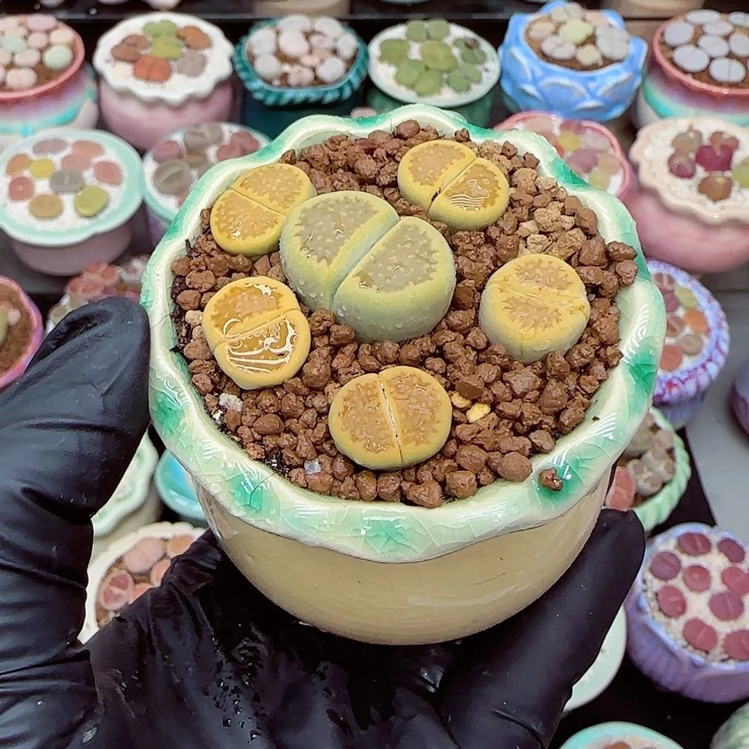 生石花满18包邮0104-26