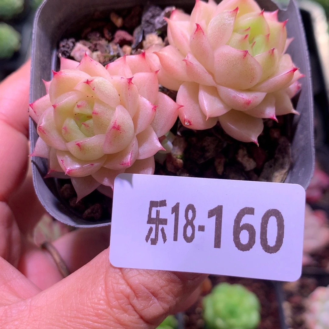 乐然18-160 麦秆双头
