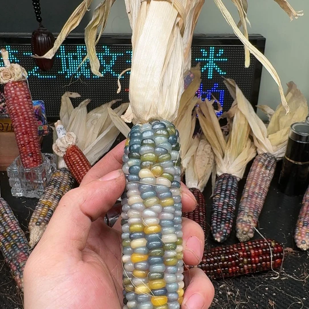 柏香籽/百香籽吊坠多*།