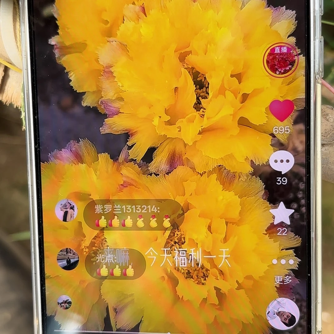 秋洛彩20包邮仙人球4-5公分