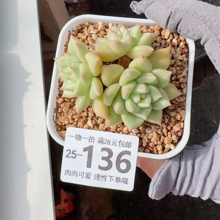 黄金象牙无盆土发货无