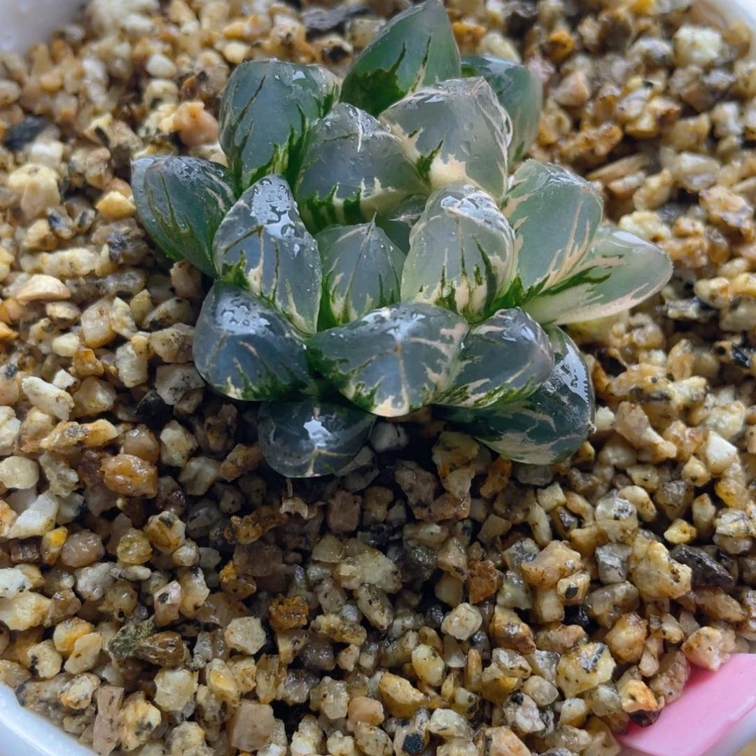 6.十二卷非组北极之光玉露锦。