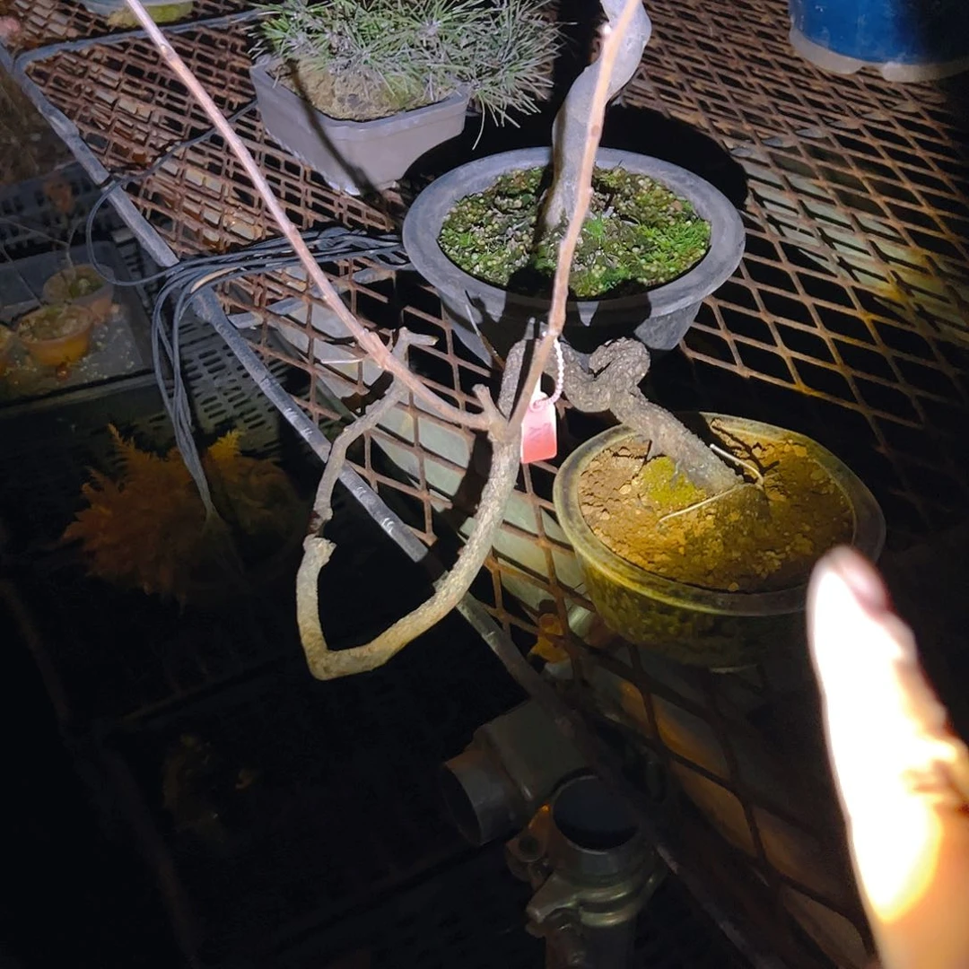 盆景盆景不包邮黄*仙