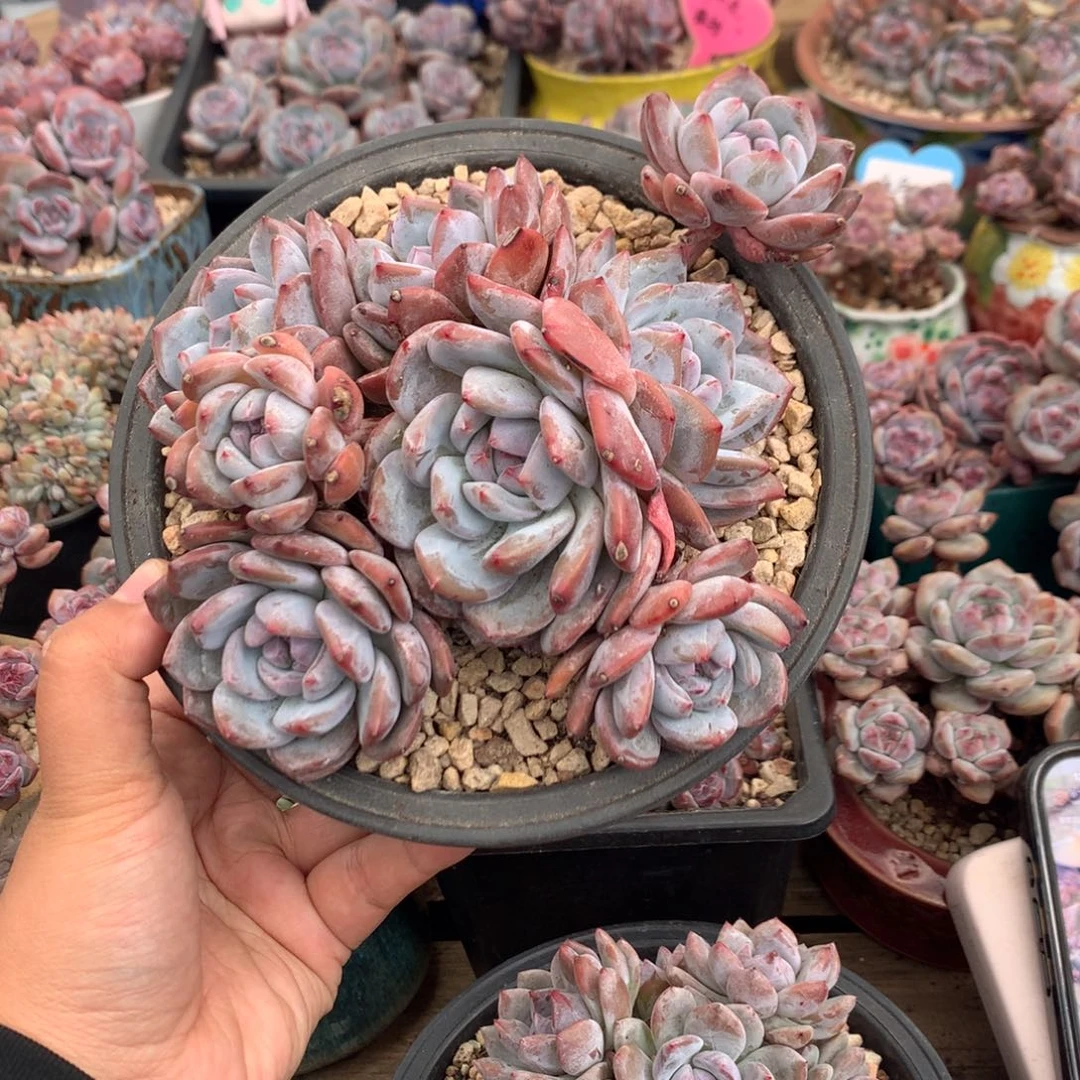 哈哈哈哈哈哈哈哈17