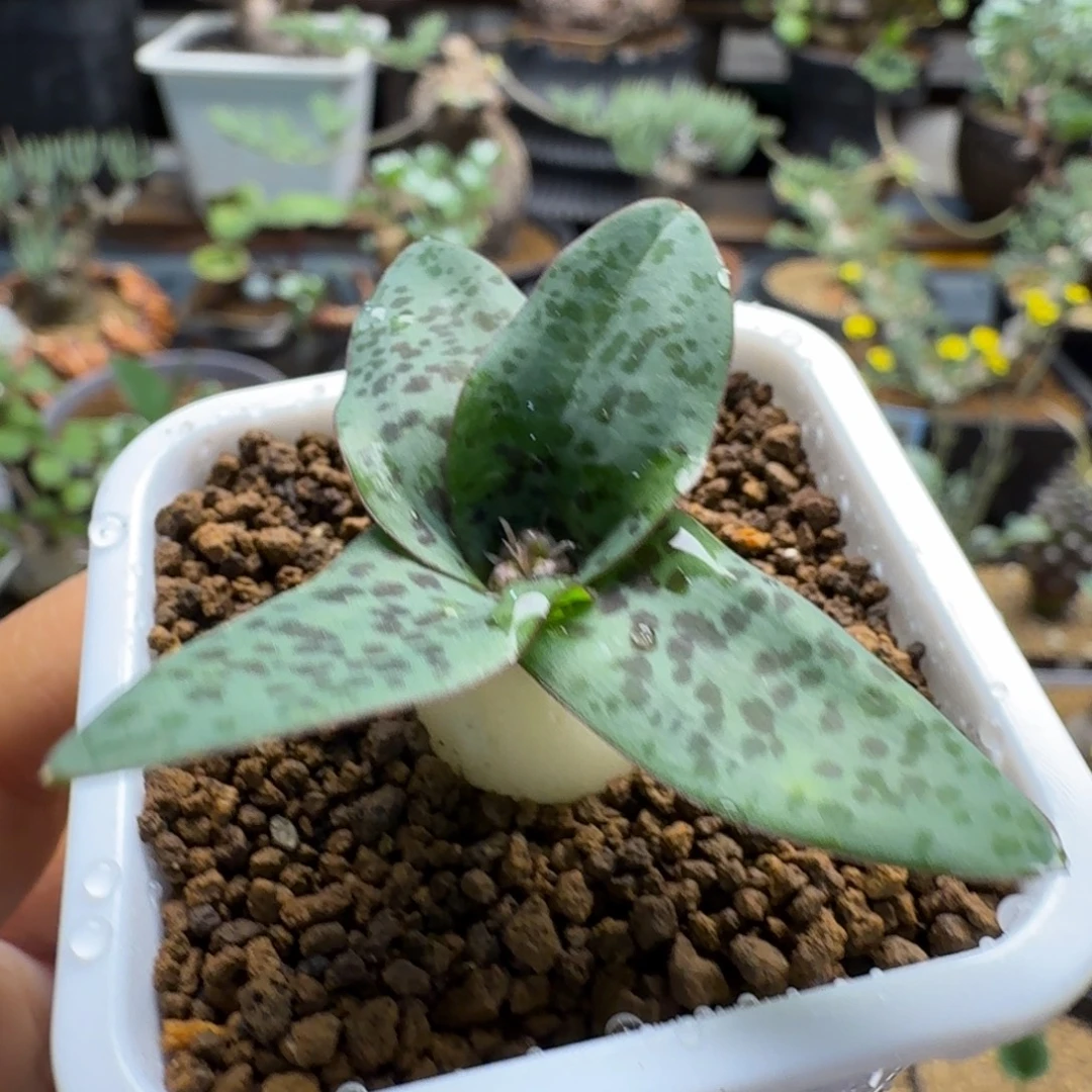 秀丽立金花317 仙人球