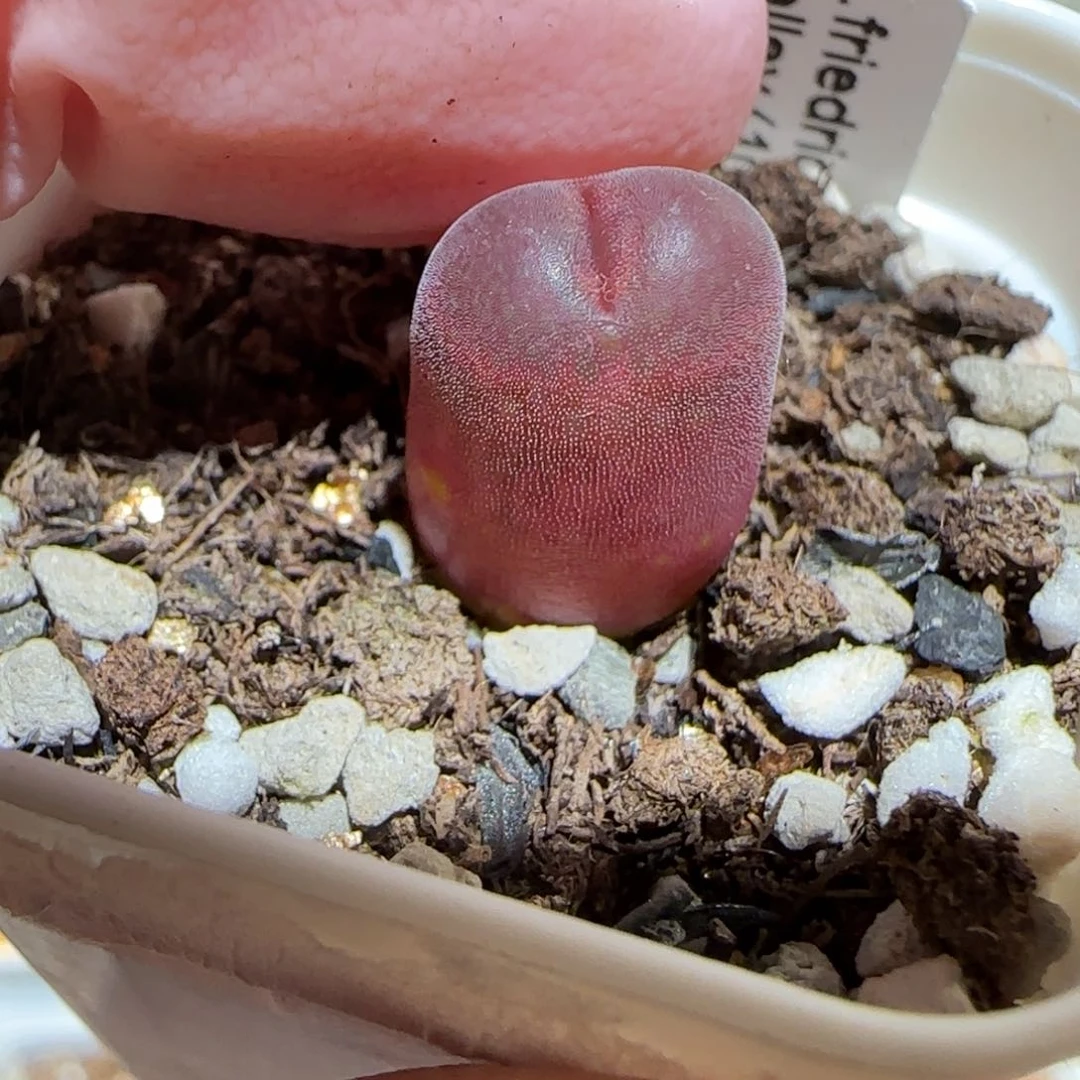 肉锥多肉植物百科-泰坦峡谷340