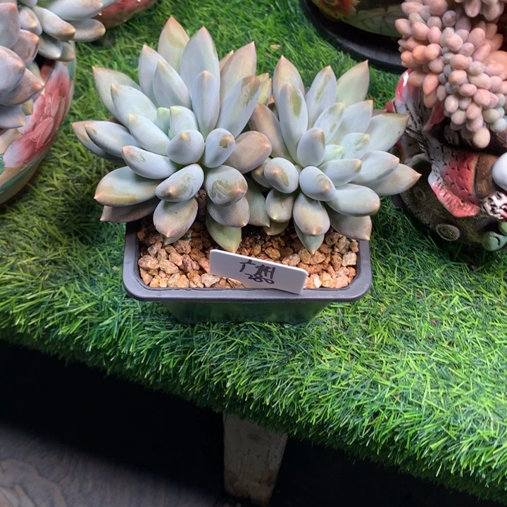 哥特萝莉双头多肉发货