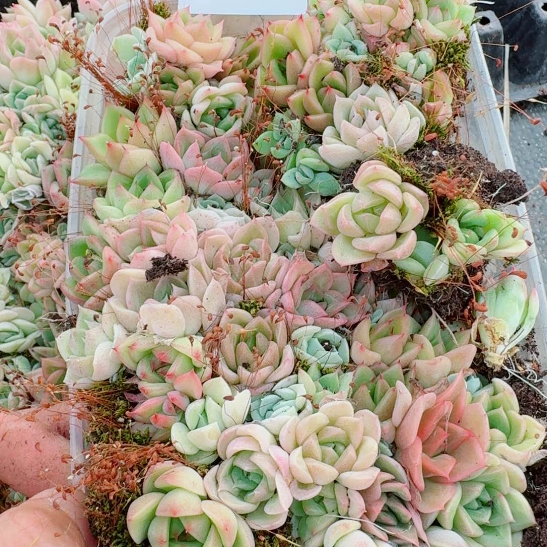 麦秆切糕一盒量拍31-27