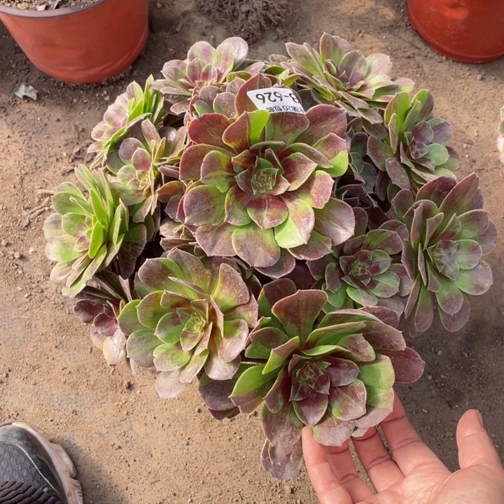 626花月夜多肉113446789