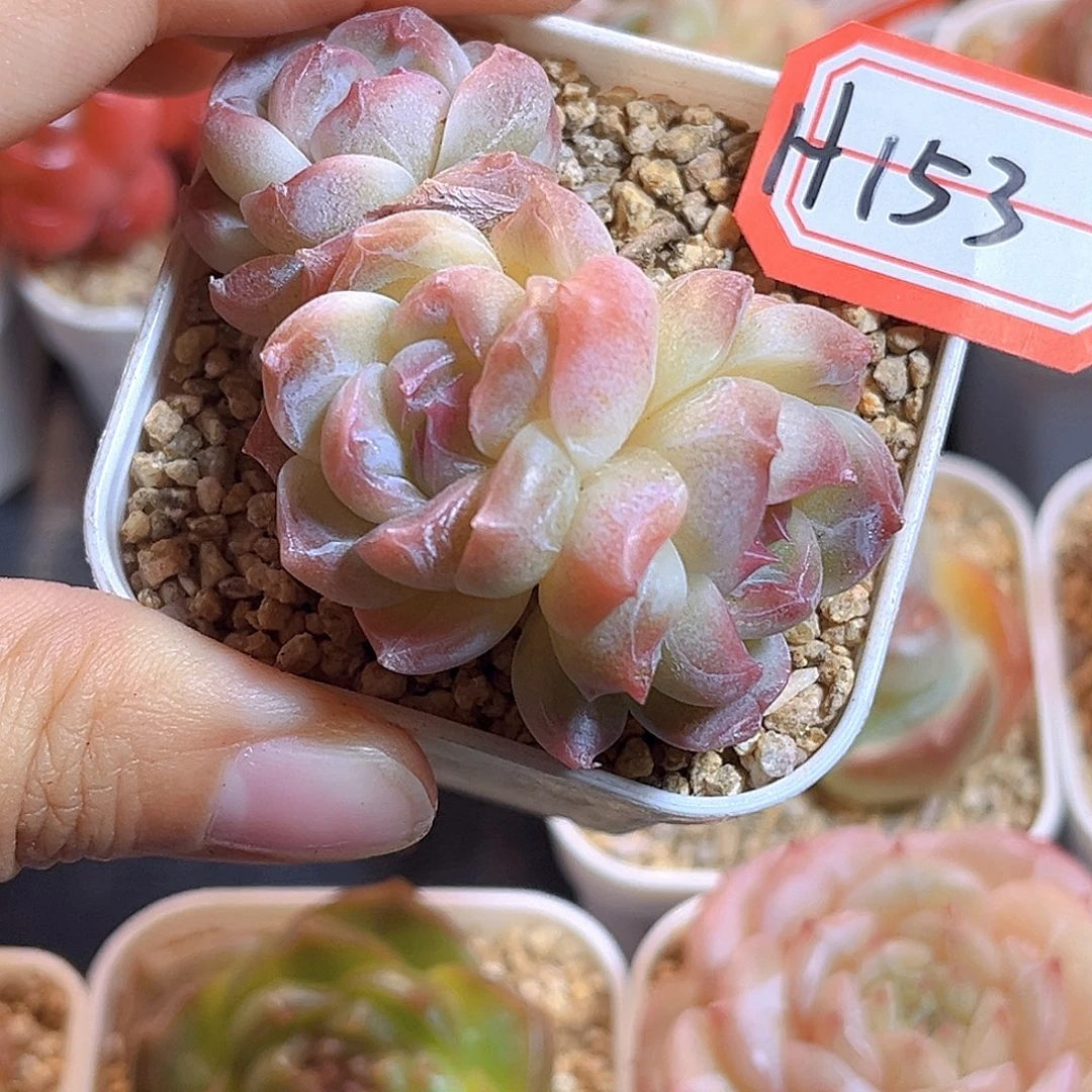 H153  新品珍妮满18包邮