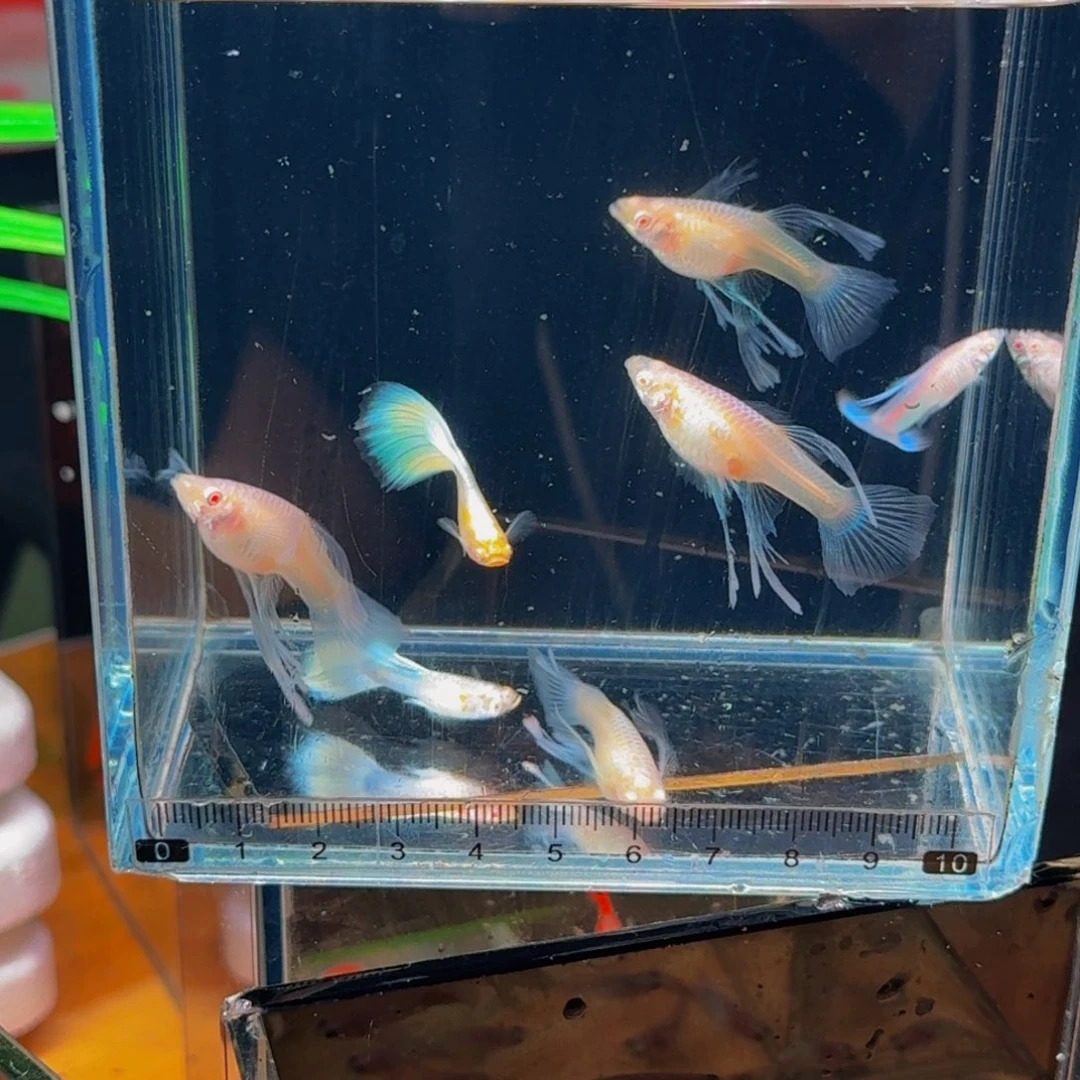 孔雀鱼蓝白绣球1对，小种鱼