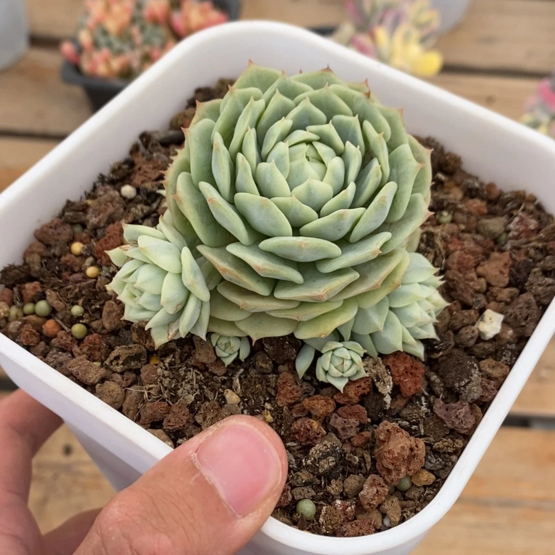 静夜多肉植物6253