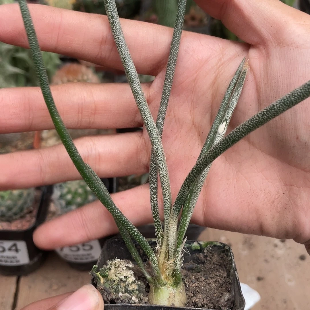 757美杜莎仙人球植物