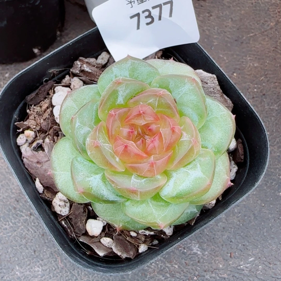 新品，7377多肉植物