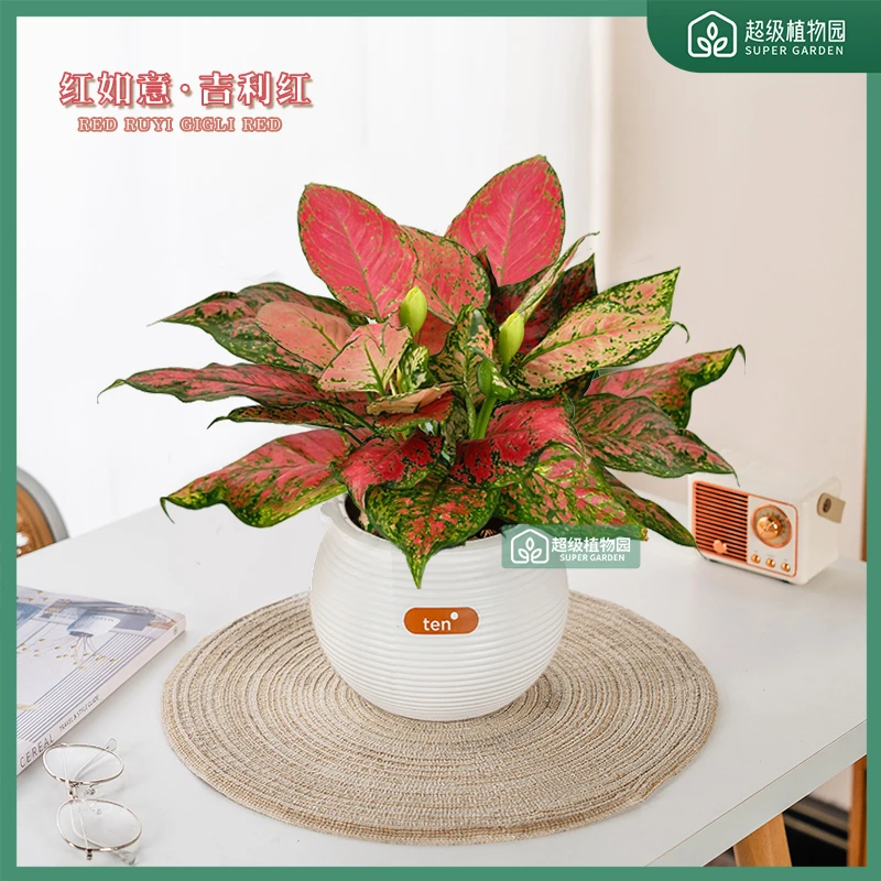 红如意吉利红室内好养护办公桌面绿植红色观叶美观鲜活懒人植物