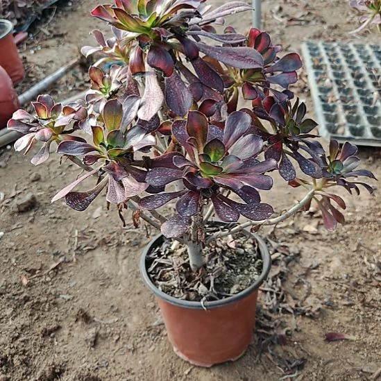 花蝴蝶加急发货了10