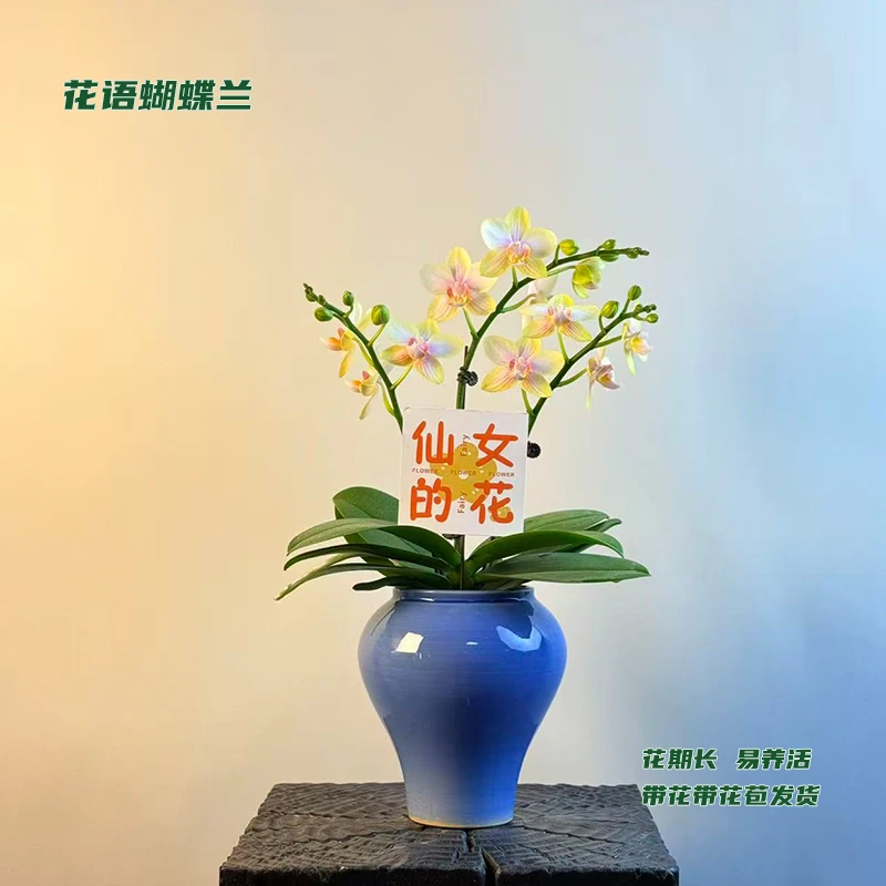 蝴蝶兰【祥云】 带花带花苞发货 室内客厅阳台花卉 好养易活