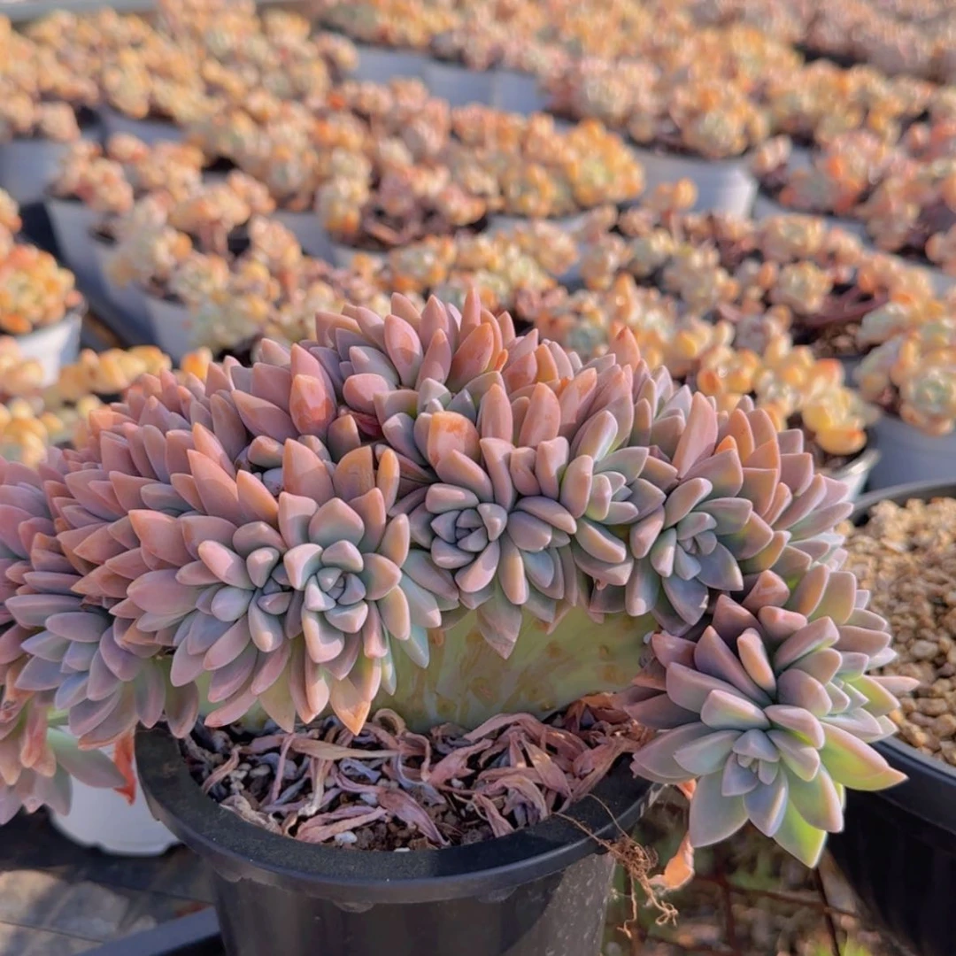 【闪购商品】大板子淡雪朵朵缀