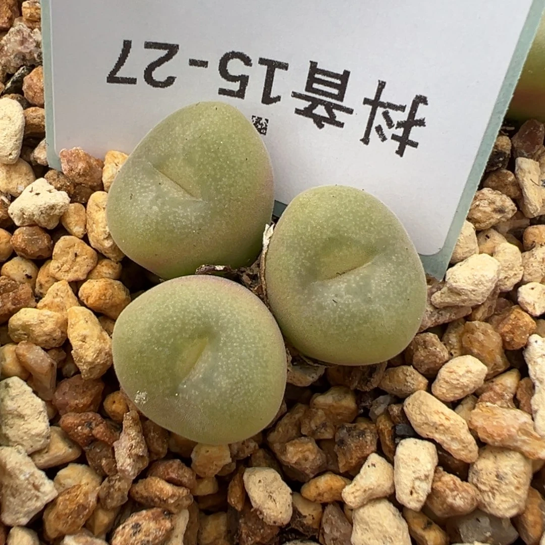 15-27空卡佛多肉植物