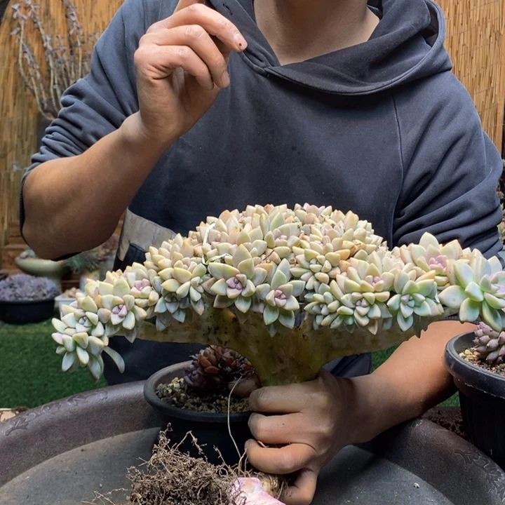 低***念45号淡雪多肉植物