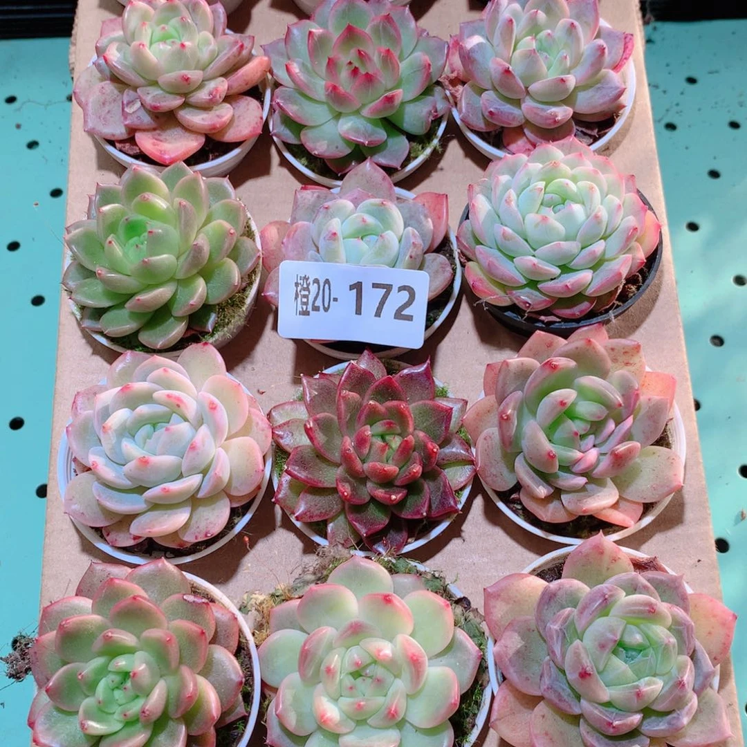 20-172一物一拍多肉带盆18颗