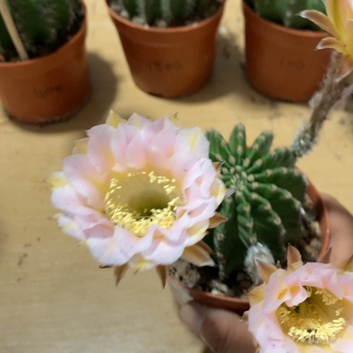 ?***?彩草仙人球系列