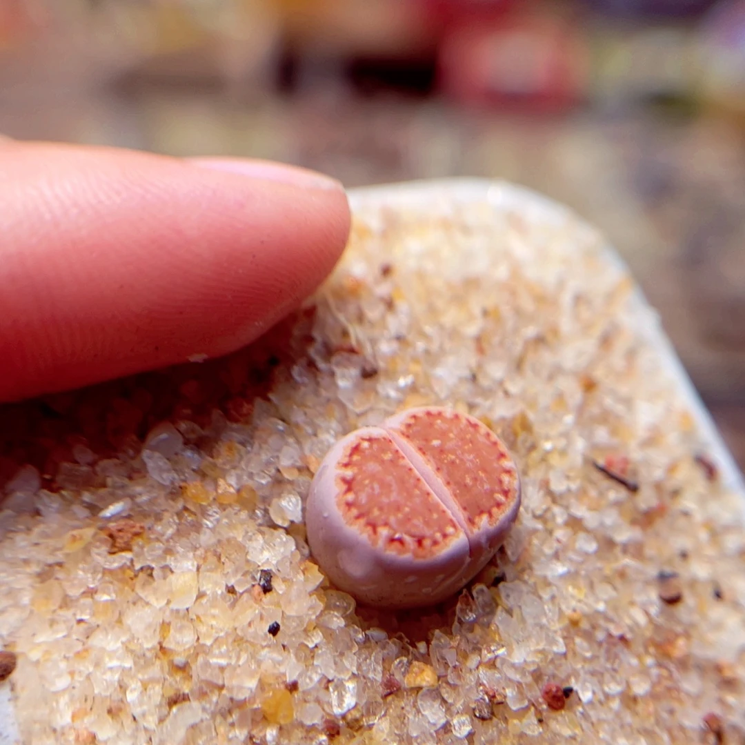 29号带盆盆包邮发货