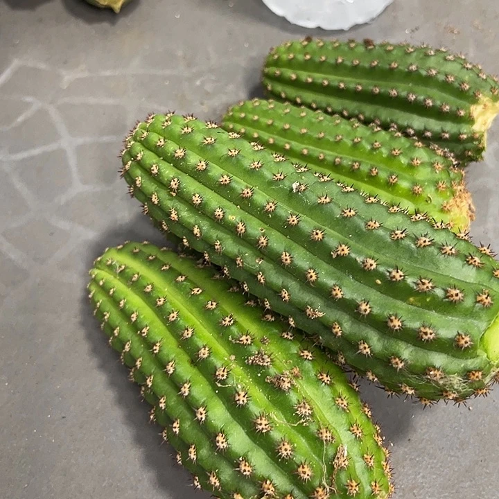 进口金妞金4侧芽一个