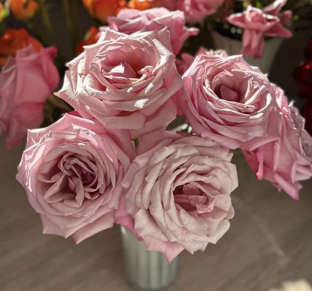 【草莓慕斯玫瑰】花农直发，全场任意两单顺丰包邮，一单需补邮费