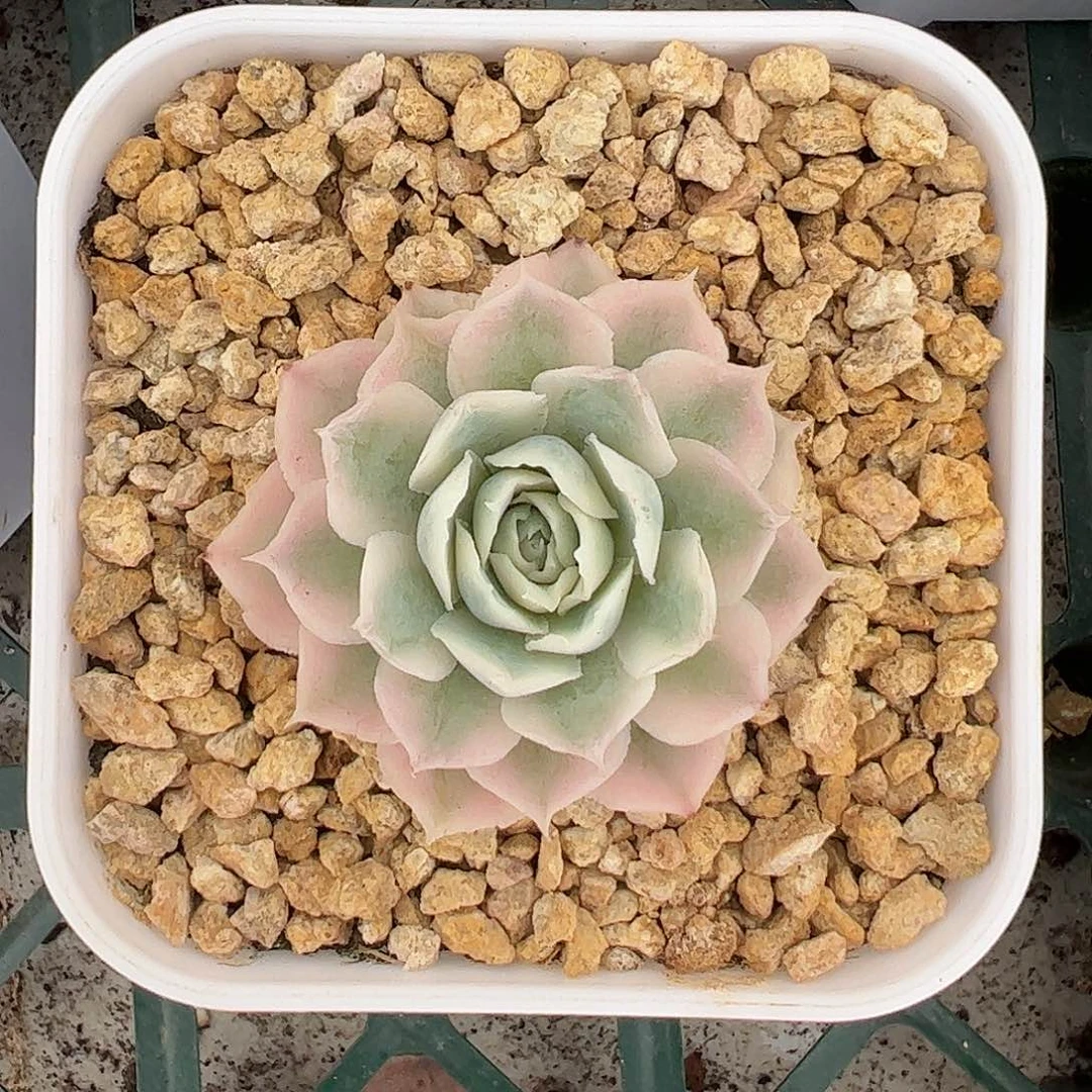 蓝丝绒锦 婕宝一物一拍