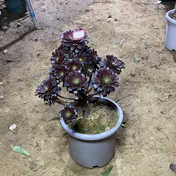 22，黑铜壶14678990000