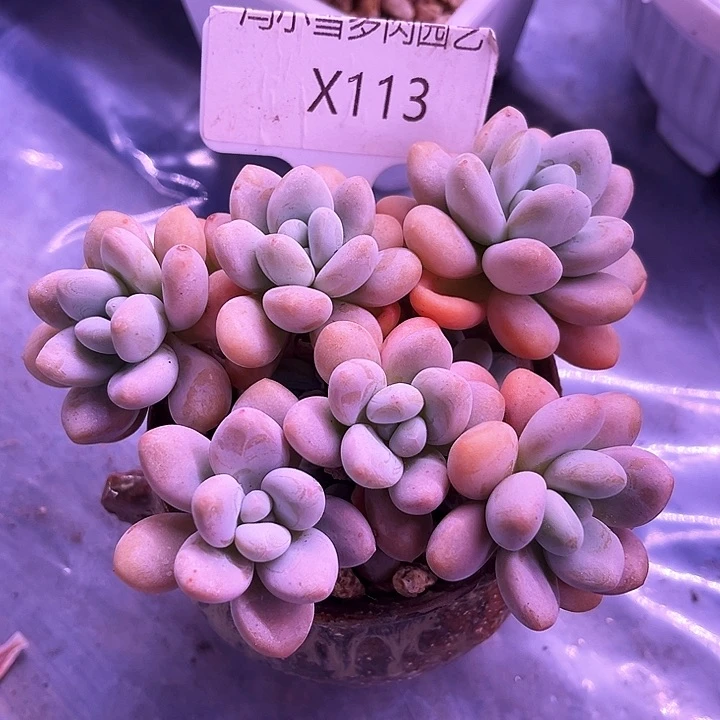 美****5我是第一百个为玉童子应援哒啦打