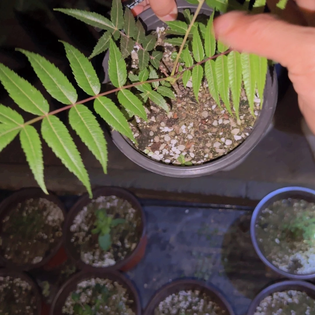 记***机块根植物块根植物