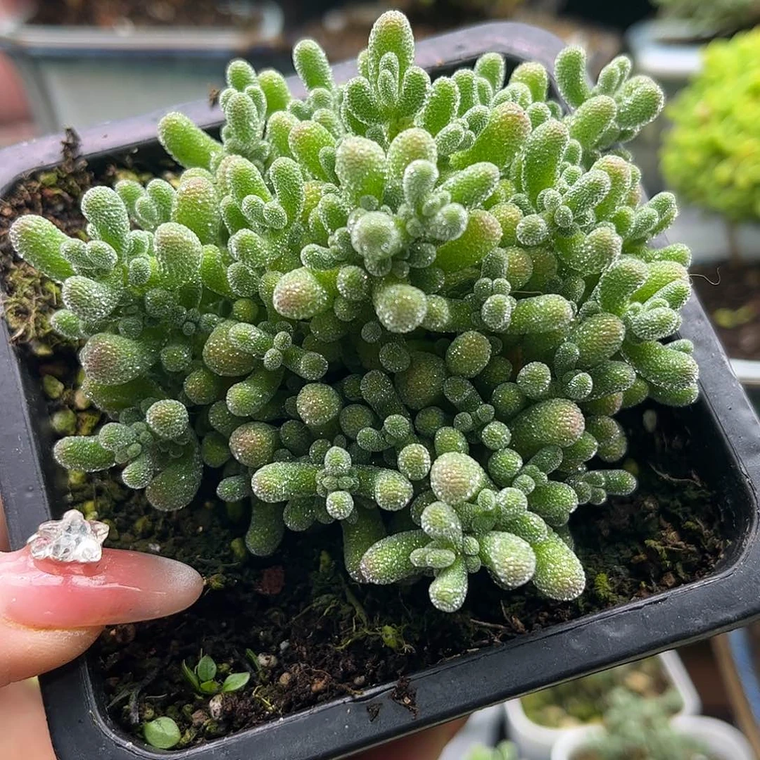 40五彩冰晶优选枝干