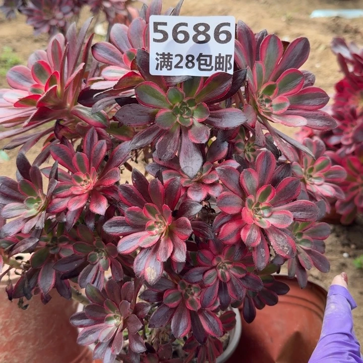 5686一号棚香奈尔砍头C