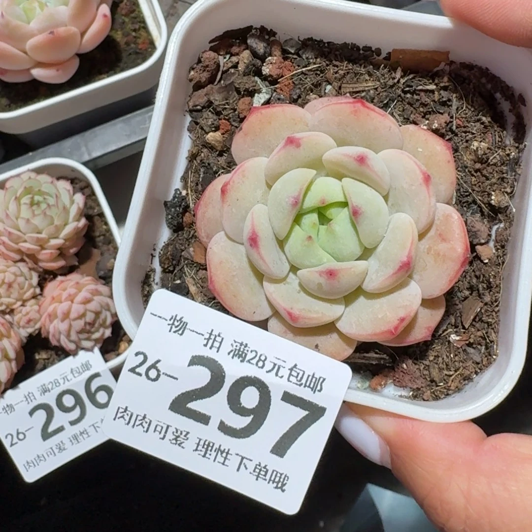 白底香草无盆土发货无