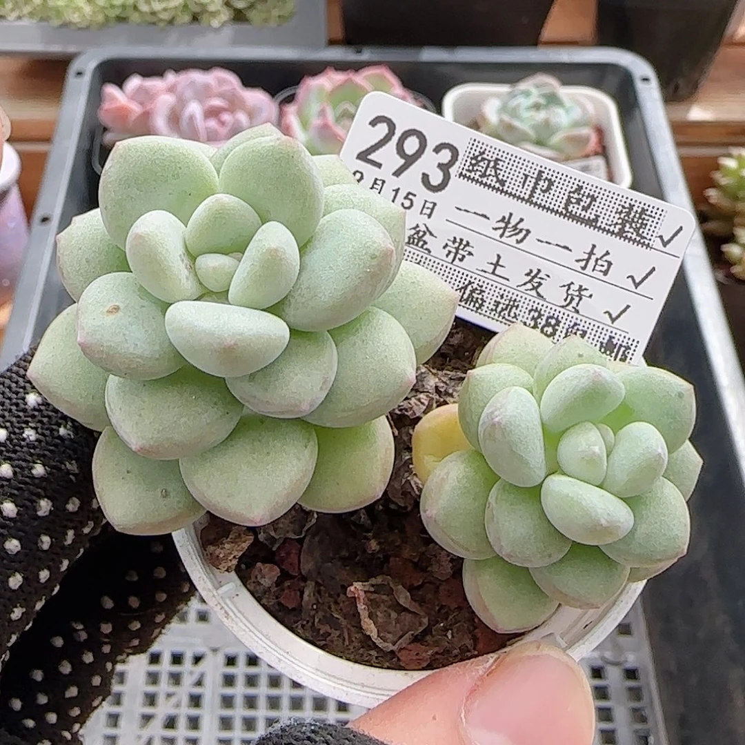 多肉0915--293泡泡糖