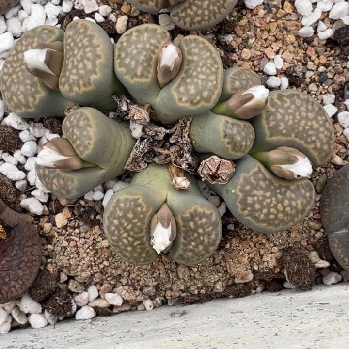 非偏远满20包邮555