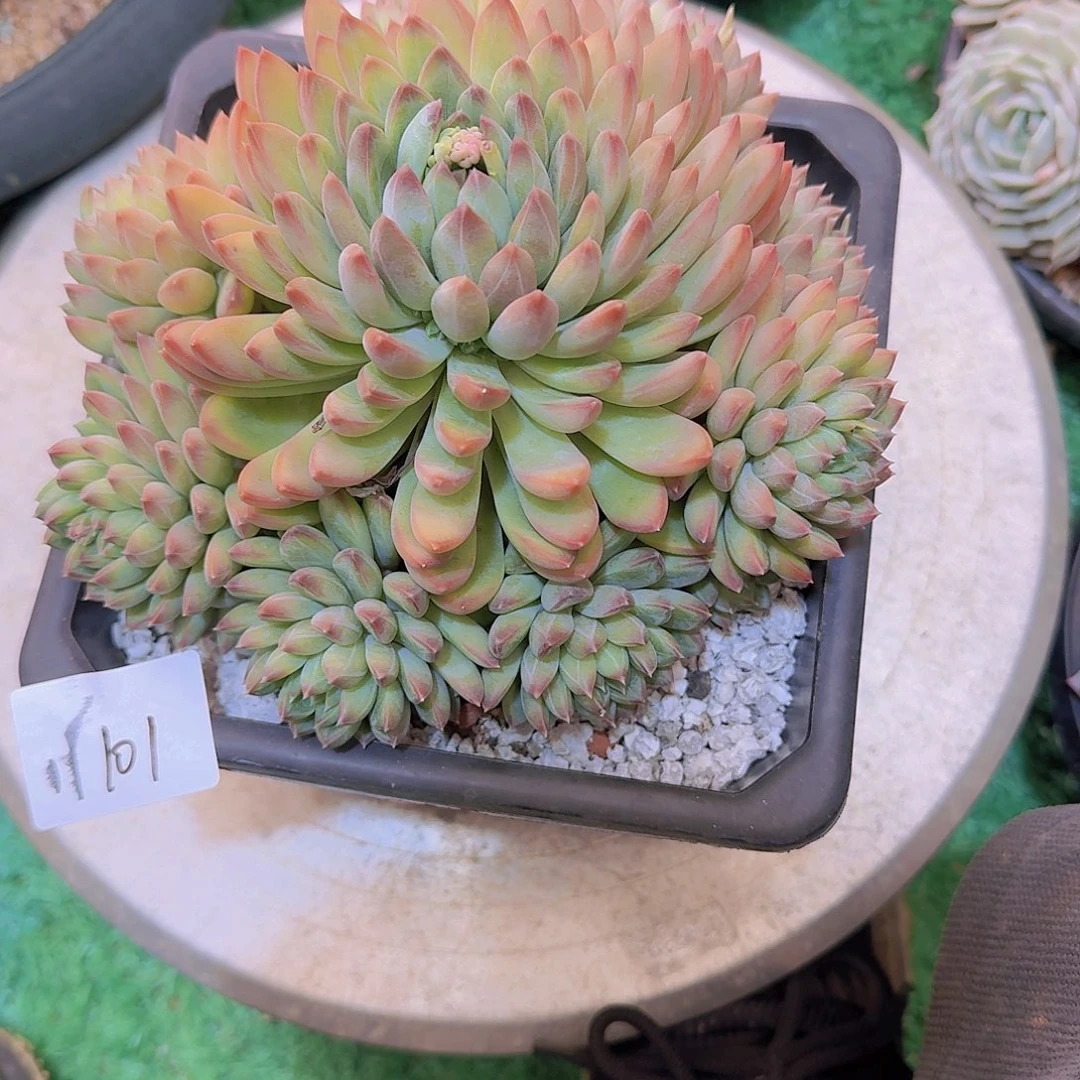 比**冯11101星级迷航多肉