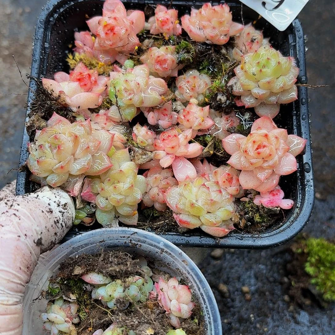 多肉植物多肉植物419